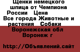 Щенки немецкого шпица от Чемпиона России › Цена ­ 50 000 - Все города Животные и растения » Собаки   . Воронежская обл.,Воронеж г.